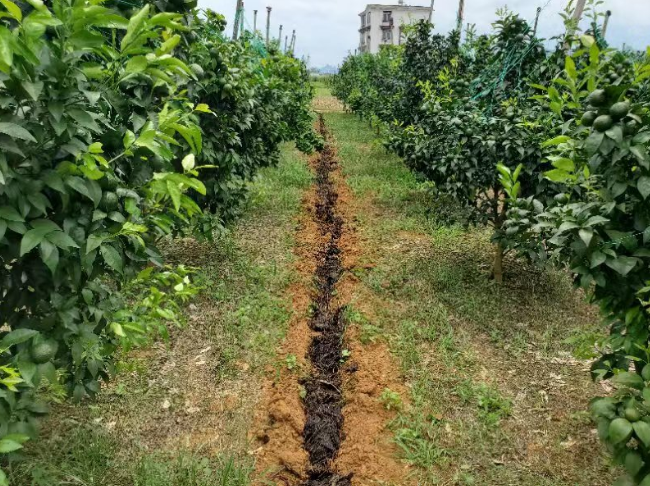 果樹(shù)合理施用微生物菌肥，果子又大味道甜